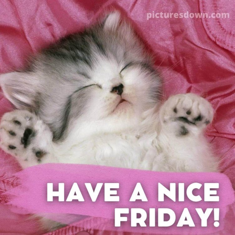 Good night friday image little cat free download