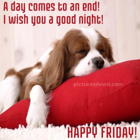 Good night friday picture dog on pillow free download