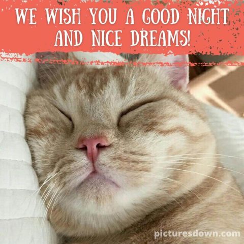 Good night friday picture cat free download
