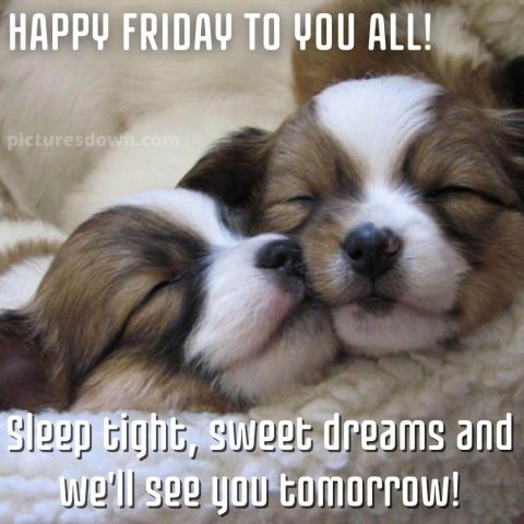 Good night friday picture two dogs free download