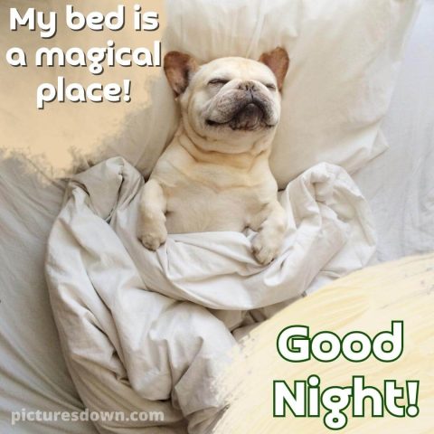 Good night friday picture dog pug free download