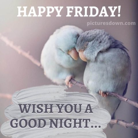 Good night friday picture parrots free download
