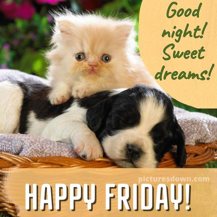 Good night friday image cat and dog free download