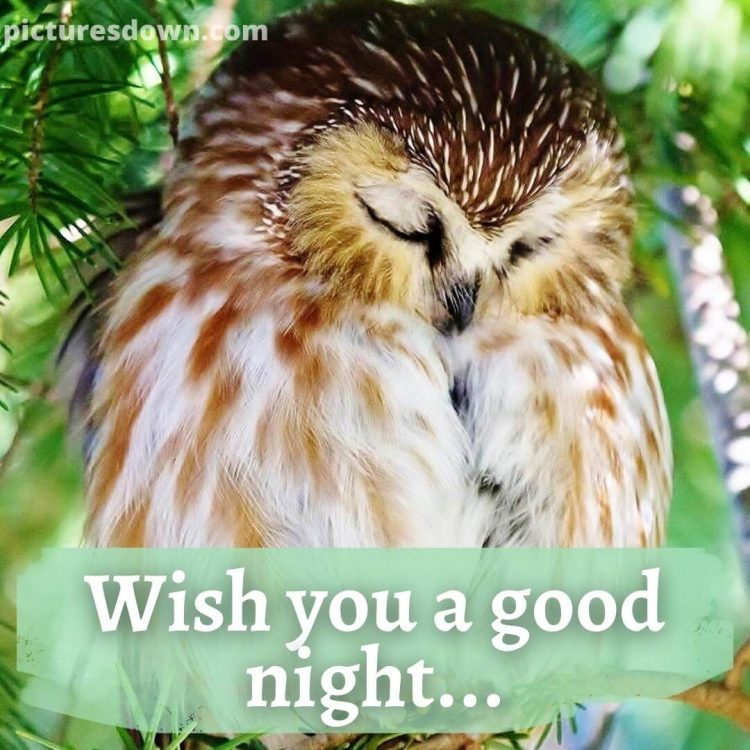 Good night friday image owl free download