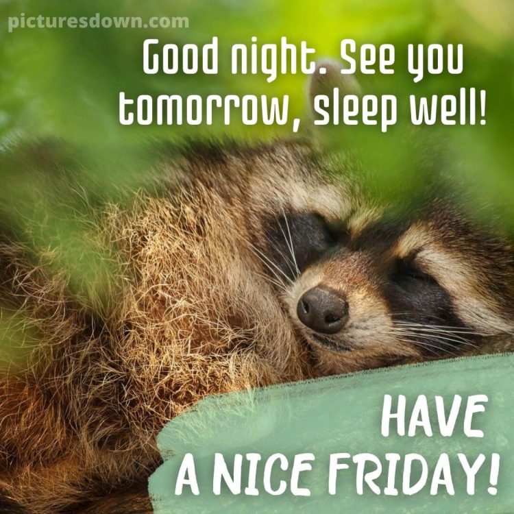 Good night friday image raccoon free download