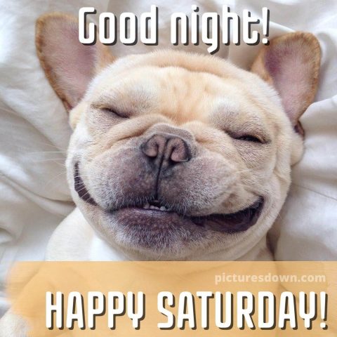 Good night saturday image dog in bed free download