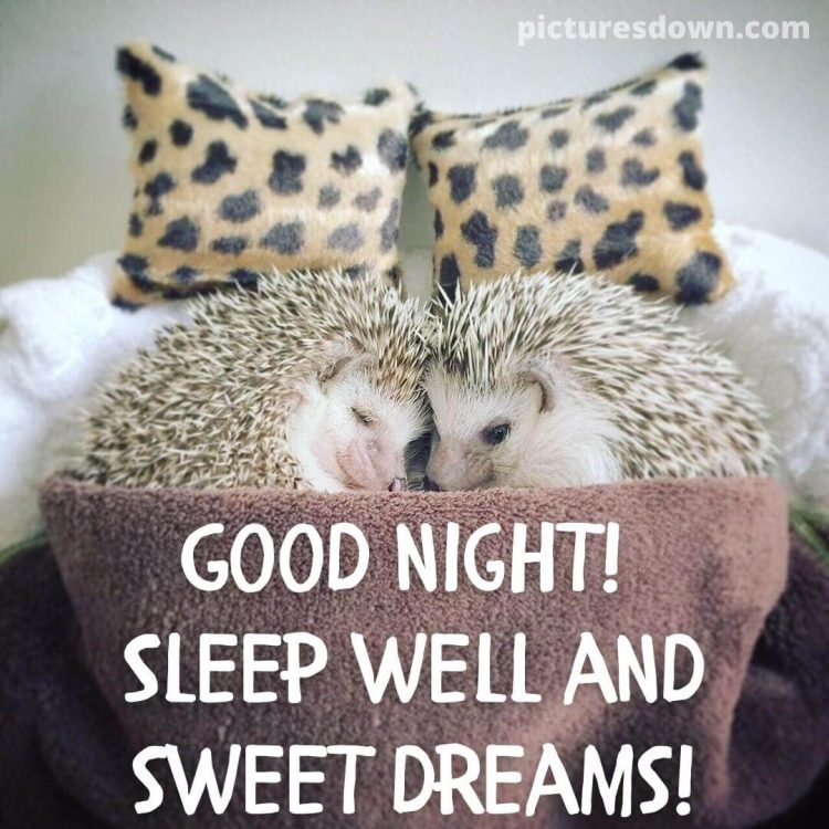Good night saturday image hedgehogs free download