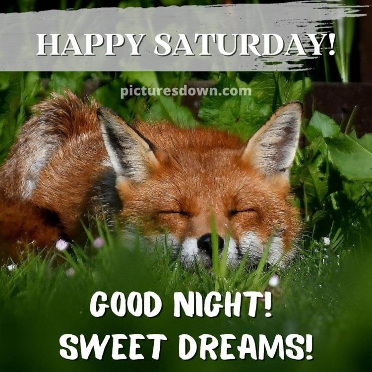 Good night saturday image sleeping fox free download