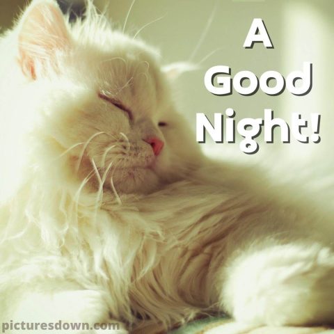 Good night saturday image white cat free download