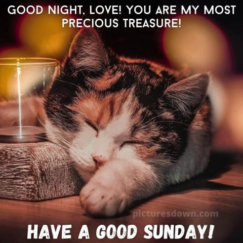 Good night sunday image sleeping cat free download