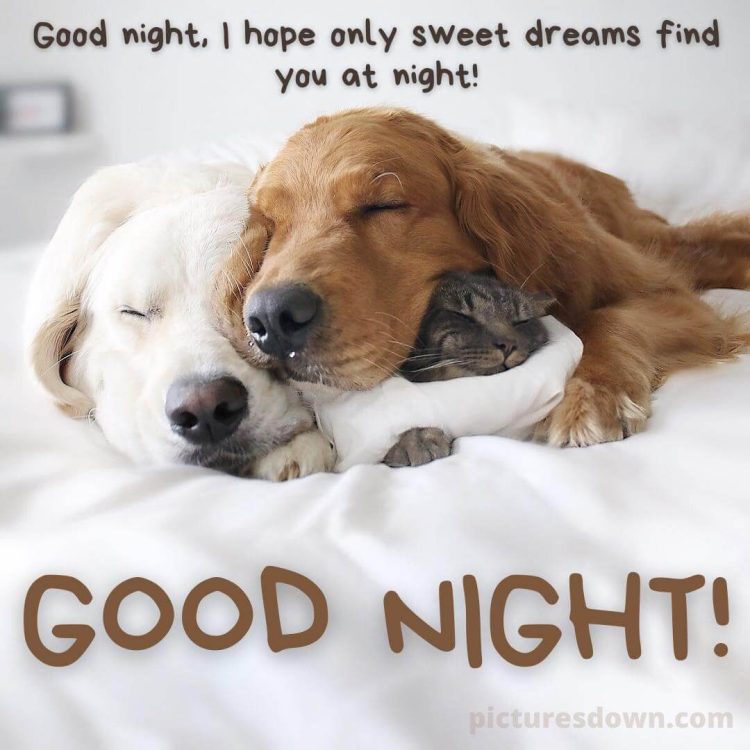 Good night sunday image dogs and cat free download