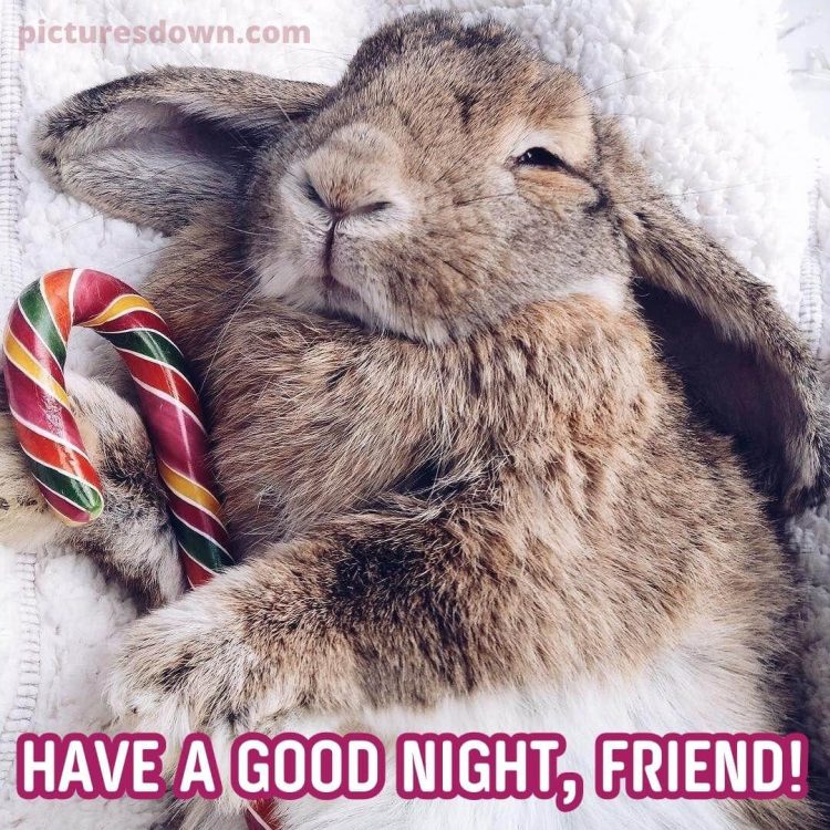 Good night sunday image rabbit free download