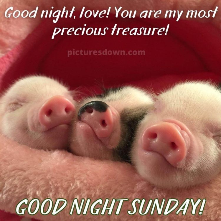 Good night sunday image piglets free download