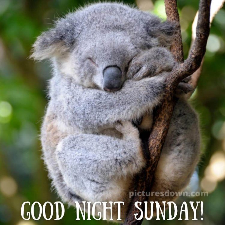 Good night sunday image koala free download