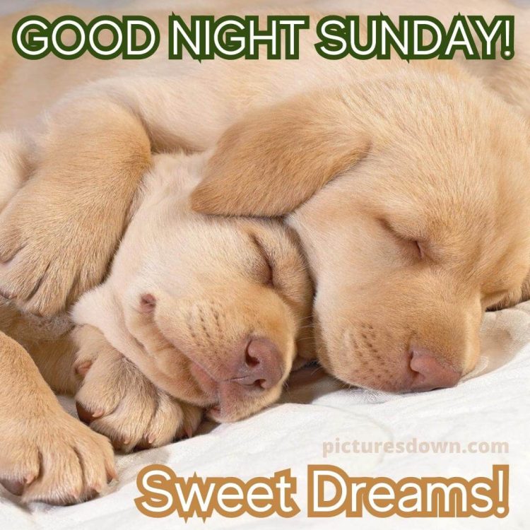 Good night sunday image two dogs free download