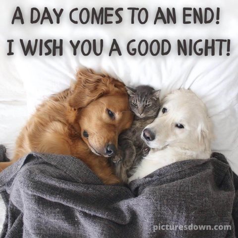 Good night wednesday picture dogs and cat free download