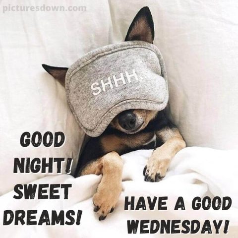 Good night wednesday picture masked dog free download