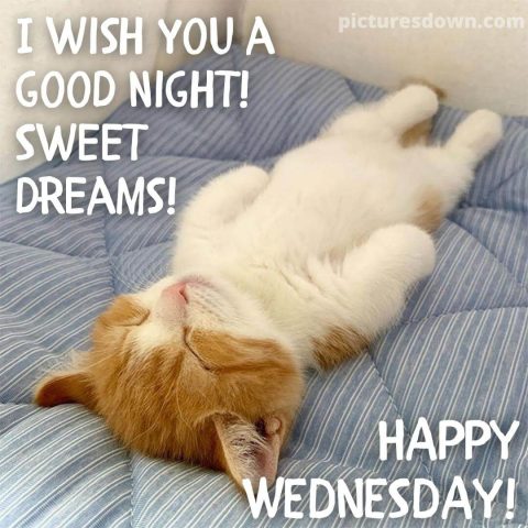 Good night wednesday picture cat free download