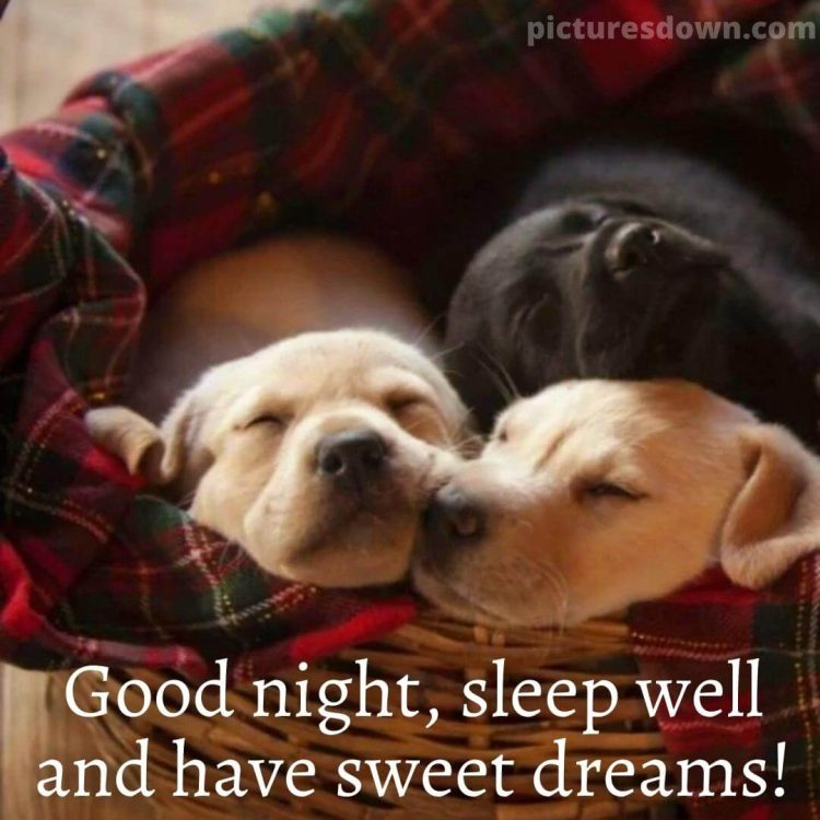 Good night wednesday picture dogs free download