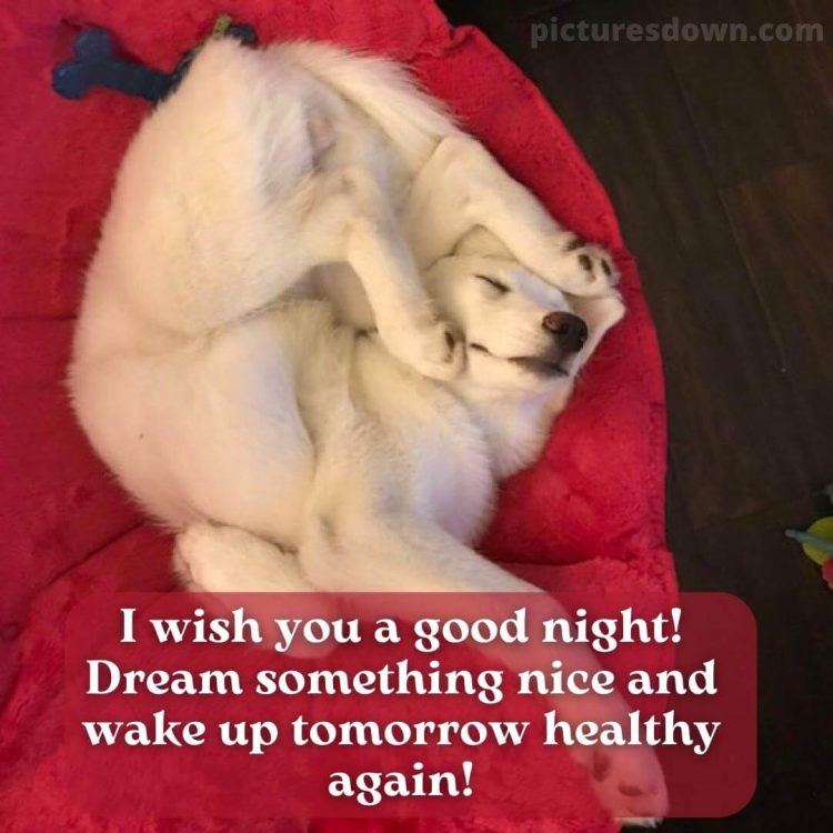 Good night wednesday picture white dog free download