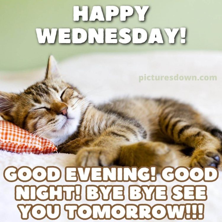 Good night wednesday picture sleeping cat free download