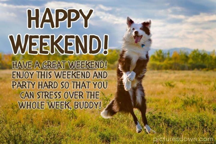 Happy weekend images funny dog free download