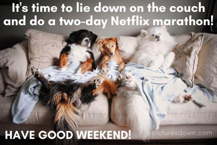 Happy weekend images funny dogs on the couch free download