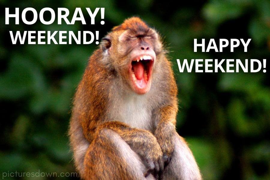 Have a great weekend images funny monkey free download