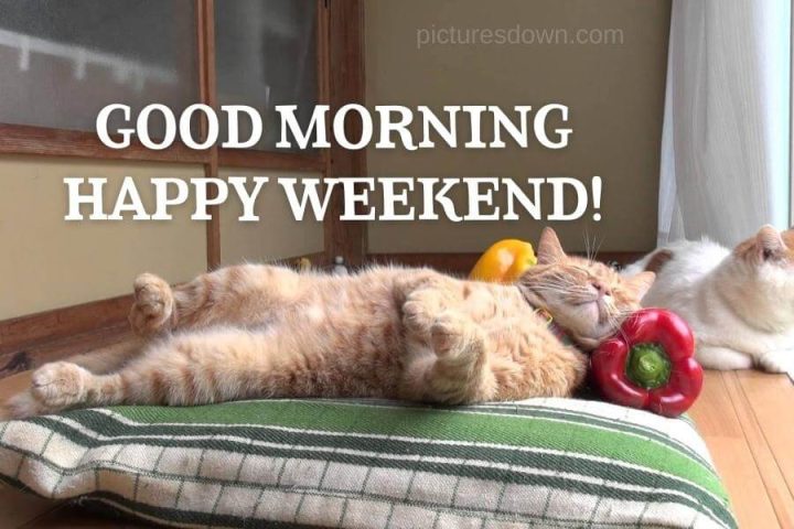 Happy weekend funny picture cat on pepper free download