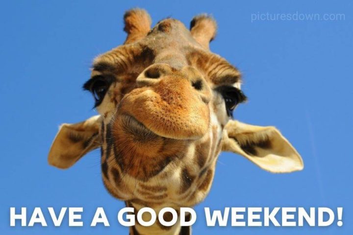 Happy weekend funny picture giraffe