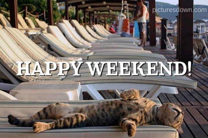 Happy weekend funny picture cat on the beach free download