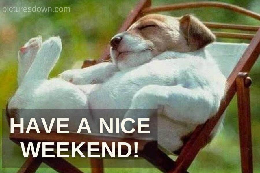Have a great weekend image funny dog in a hammock free download