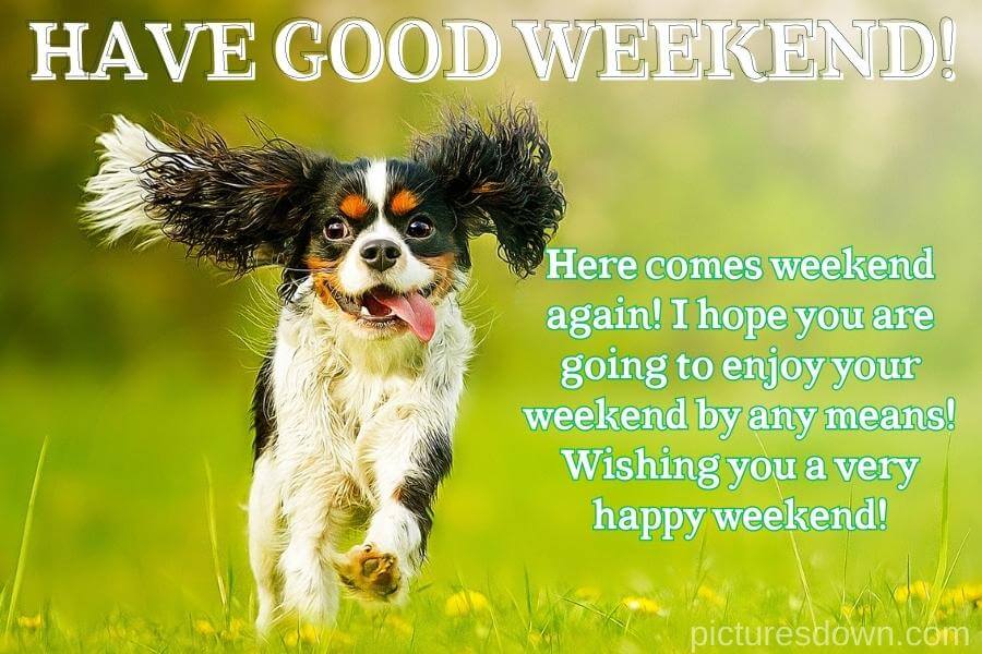 Have a great weekend image funny happy dog free download