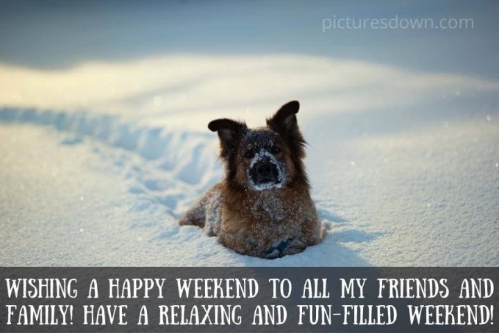 Have a great weekend image funny dog in the snow free download