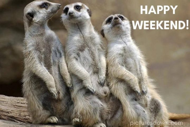 Have a great weekend images funny meerkats free download