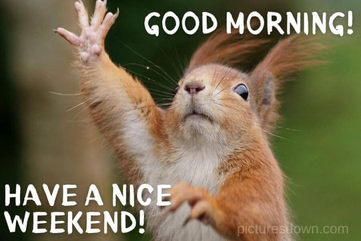 Have a great weekend image funny cute squirrel free download