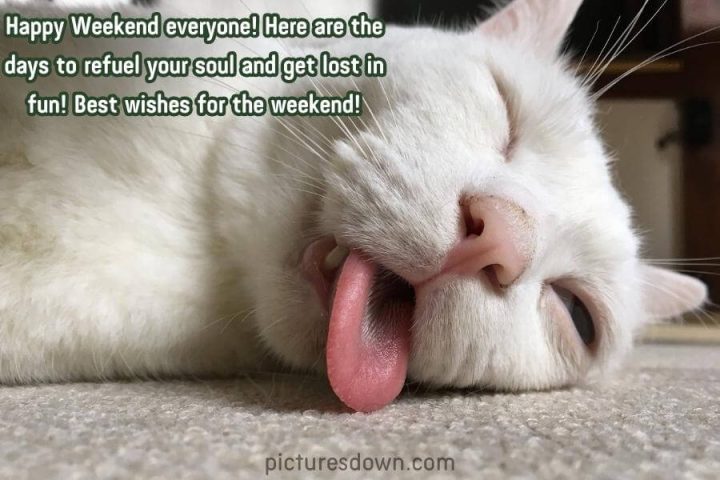 Have a great weekend image funny cat free download