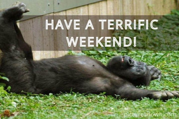Have a great weekend images funny gorilla free download
