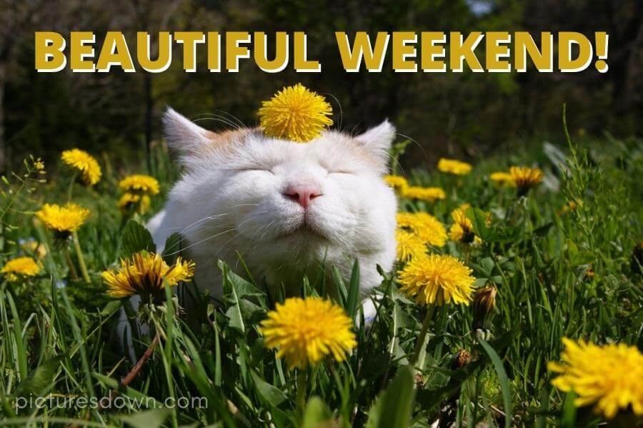 Have a good weekend image cat free download