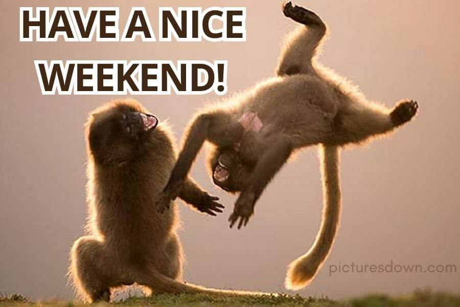 Have a good weekend image monkeys free download