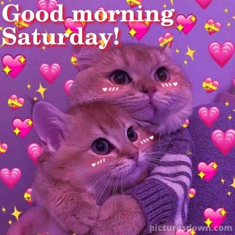 Good morning saturday love image cute cats free download