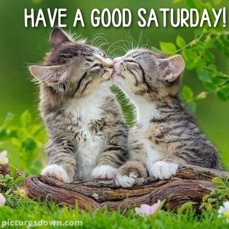Good morning saturday love image two cute cats free download