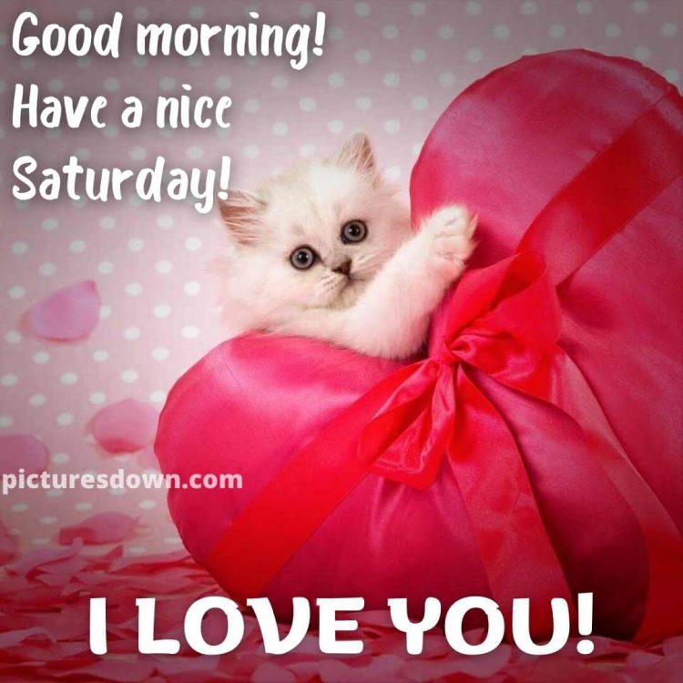 Good morning saturday love image cat and heart free download