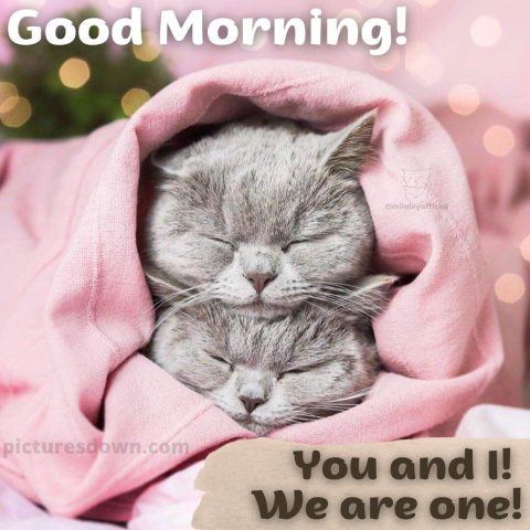 Good morning saturday love image two cats free download