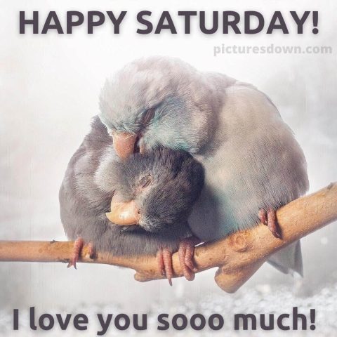 Good morning saturday love image parrots free download