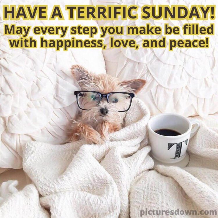 Sunday coffee image dog free download