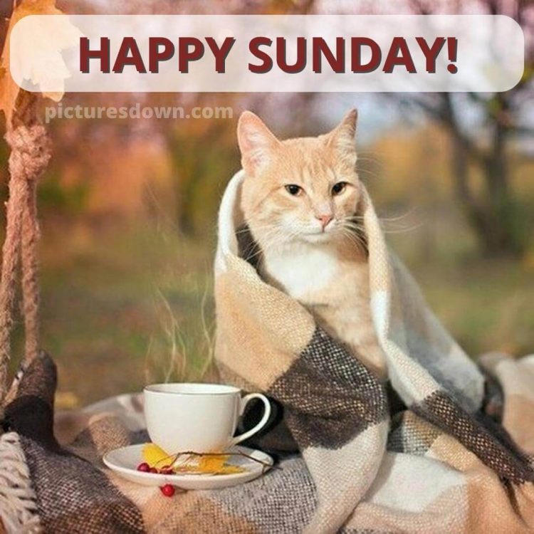 Sunday coffee image cat free download