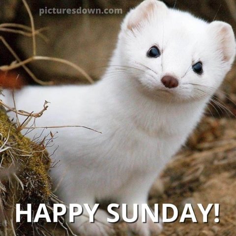 Sunday funny image Ermine free download