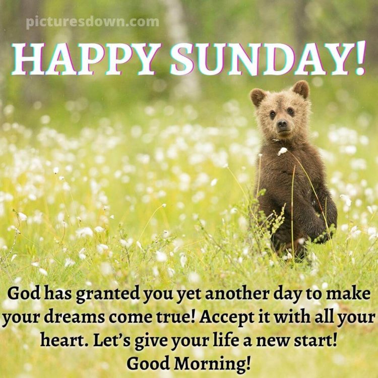 Sunday funny image bear free download