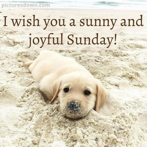 Good morning sunday funny image dog in the sand free download